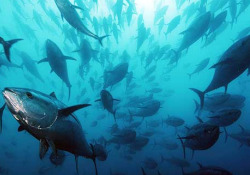 Nasce ‘Impresa Pesca’