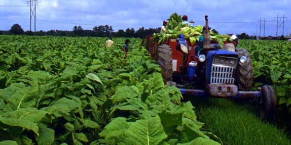 Rinnovato il contratto nazionale per l’industria del tabacco