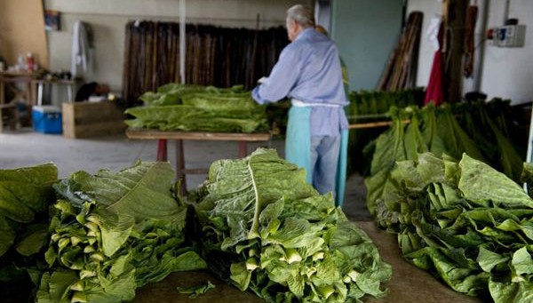 Siglato accordo per i lavoratori del tabacco
