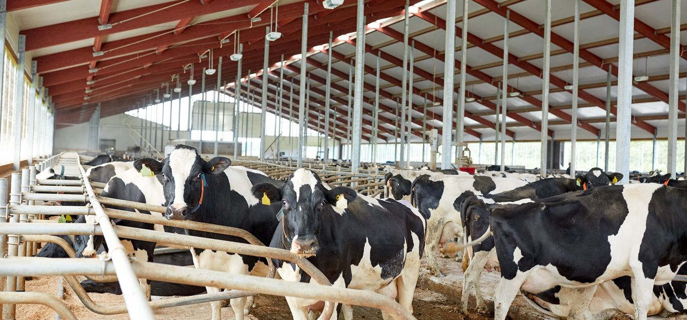 Allevatori, sindacati: dopo 14 anni è stato riavviato il tavolo per il rinnovo del contratto
