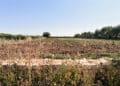 Lavoro, Coldiretti: con la desertificazione persi 33mila posti al Sud
