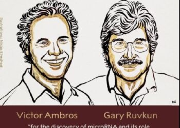 Assegnato il premio Nobel per la medicina a Viktor Ambros e Gary Ruvkun