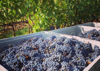 Vino, a palazzo Chigi l’incontro con il sistema produttivo di settore, al centro l’effetto dazi e strategie di mercato