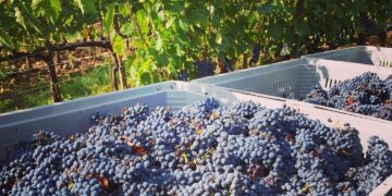 Vino, a palazzo Chigi l’incontro con il sistema produttivo di settore, al centro l’effetto dazi e strategie di mercato