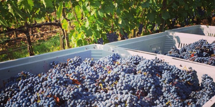 Vino, a palazzo Chigi l’incontro con il sistema produttivo di settore, al centro l’effetto dazi e strategie di mercato