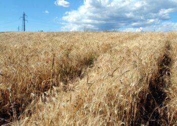 Confagricoltura Puglia, crisi prezzo del grano: a rischio l’intero comparto