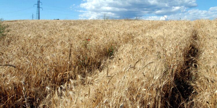 Confagricoltura Puglia, crisi prezzo del grano: a rischio l’intero comparto