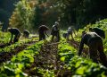Caporalato, Barbalaco (Uila Calabria): un bracciante irregolare è terreno fertile per la criminalità